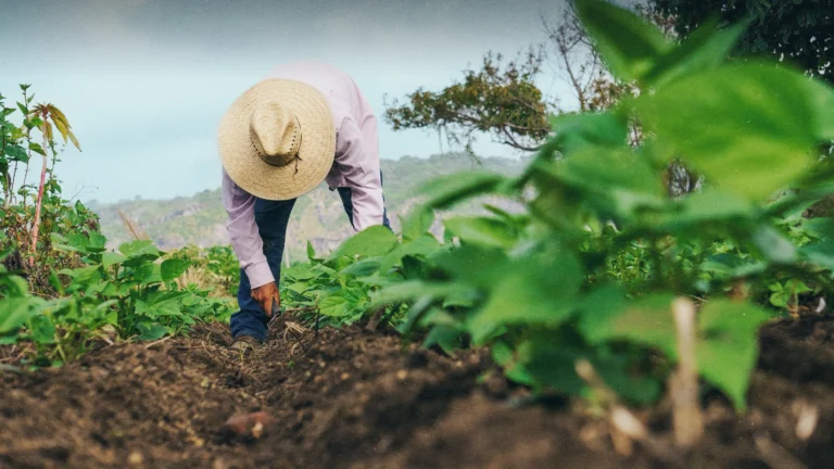 Homem mexendo na terra para plantar alguma semente.